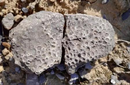 湖南浏阳的奇石宝藏：揭示4亿年前的海洋生物化石