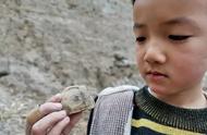 6岁男孩在郑州发现3亿年前的植物化石，专家确认其真实性