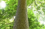 贵州发现50米高的千年金丝楠木，价值上亿，村民坚决不卖