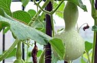 手捻葫芦的盆栽种植技巧：你需要知道的一切