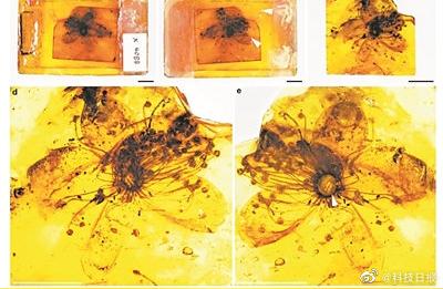琥珀中的珍宝：3千多万年前发现的巨型花朵