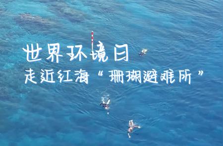 世界环境日：揭秘红海的“珊瑚庇护所”
