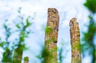 全球最大最古老的硅化木收藏地，数量超过500棵