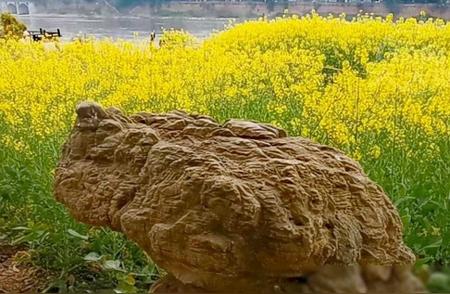 乐山奇观：市民在岷江畔发现形似蟾蜍的巨石