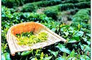 庐山南麓春茶开采：疫情防控与茶叶生产并重