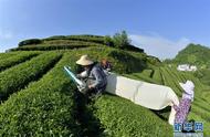 恩施湖北：夏季茶叶采摘进入机械化时代
