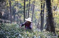 西湖龙井茶的产区是如何划分的？