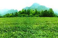 利川毛坝：湖北省茶叶之乡的富硒茶