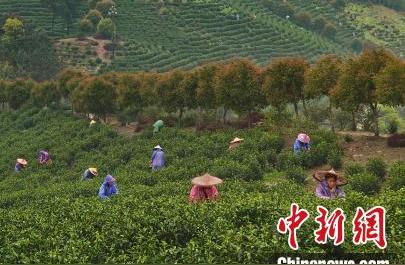 江西春茶季：乡村振兴下的茶叶新机遇