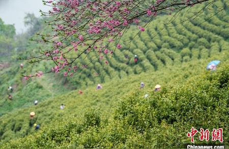 信阳毛尖盛大开园，茶农忙于采摘季