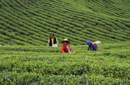 科技引领茶业新革命，乡村“茶道”变身致富链