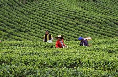 科技引领下的乡村茶文化：一叶致富的“链”式变革