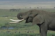 揭示象牙贸易背后的真相：为何老死大象的象牙也不能取？