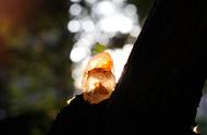 探索水晶原石的魅力：图虫静物摄影《蝉鸣的喜悦》