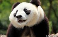 揭秘：貔貅与大熊猫的历史渊源