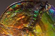 揭秘彩虹色的化石：大自然的奇妙色彩