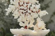 探索自然之美：天然白珊瑚盆景的魅力