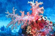 珊瑚：自然界中的神奇生物