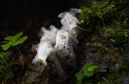 探索幽灵之花水晶：神秘而神奇的魅力