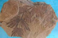 揭秘古生物古植物化石的稀有价值