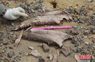 揭秘柴达木盆地：犀牛化石的发现与青藏高原的古代生态