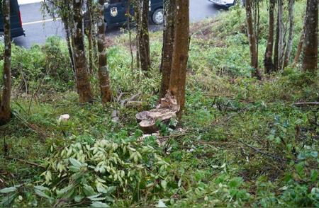 50年沉香木被盗砍，损失无法估计，4名盗贼在次日被捕