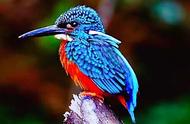 翡翠鸟的艳丽羽衣：自然与魅力的完美结合