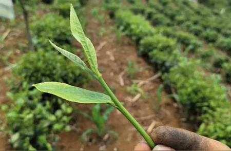 夏茶采摘季节来临，你准备好了吗？