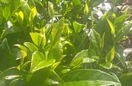 夏季茶树管理全攻略：采摘、养护一步到位