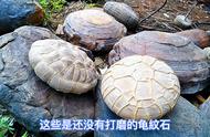 郴州龟纹石：揭秘原石之美，越盘越珍贵！