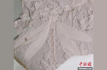 内蒙古发现古老蜓科化石，揭示史前生态奥秘