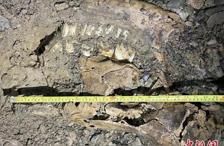 贵州绥阳双河洞熊猫化石遗迹重大发现