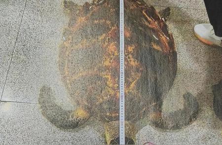 珍稀玳瑁标本：误认背后的法律暗线