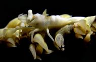 探秘白珊瑚虾的海洋生活