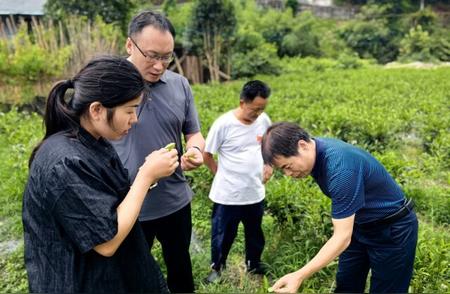 湘西州秋茶生产遭遇灾难，专家提出应对策略