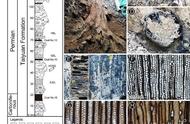 中国科学家在山西阳泉惊现早二叠世大型科达木化石群