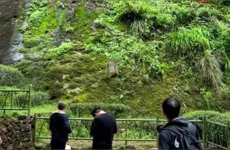 探寻武夷山“牢底坐穿树”：揭秘大红袍母树绝版茶香的传奇