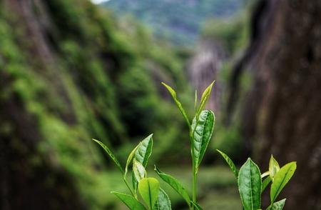 武夷岩茶老枞水仙：茶客心中的珍品价值几何？
