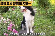 边境牧羊犬：狗狗智商排名的首位