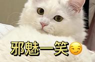 五不养猫的秘诀：一旦养了就想要换猫