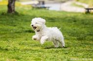 马尔济斯犬的高颜值背后隐藏的优点是什么？为何饲养的人却不多？