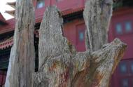 蓬莱地区硅化木的分布情况是什么？