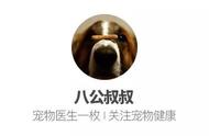 每周一问：贵宾犬的真相，你了解吗？