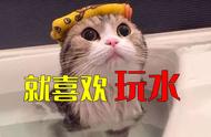 为什么我家猫对水情有独钟，而不是像其他猫一样讨厌它？