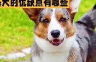 萌宠柯基犬：你的忠诚伙伴