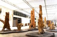 硅化木：亿万年前的‘树精’的遗产