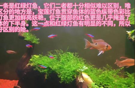 灯科鱼养殖秘籍：如何让你的水族箱更加绚丽多彩？