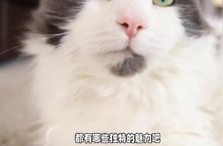 猫咪的品种世界：探索每一种猫咪的独特魅力