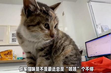 猫咪频繁咳嗽，你需要知道的关于猫咪健康的真相