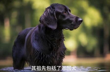 世界三大无攻击性犬种探秘：金毛犬的魅力与特点